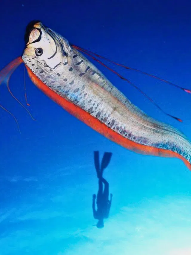 oarfish