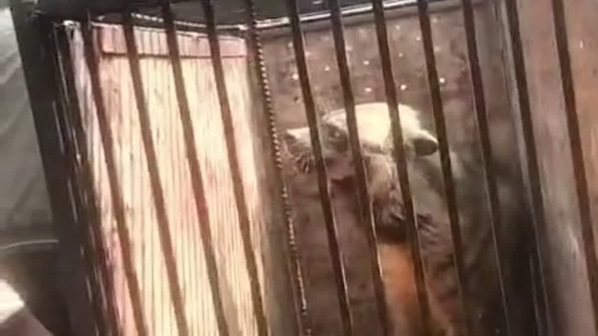 लकड़बग्घा