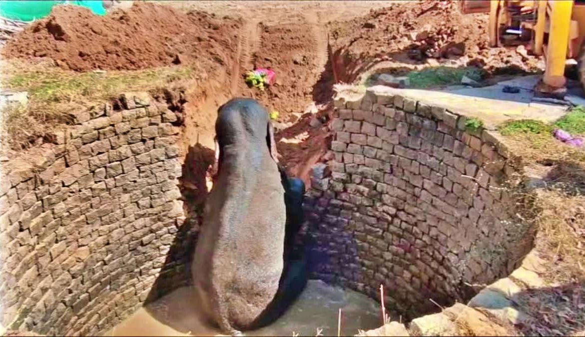 खूंटी के अनिगढ़ा में कुएं में गिरे घायल जंगली हाथी का सफल रेस्क्यू ऑपरेशन